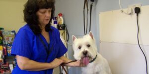 happy dog being groomed in a cozy home