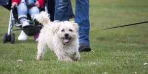 happy dog with owner in a park