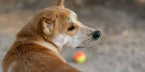 happy dog playing in a sunny park