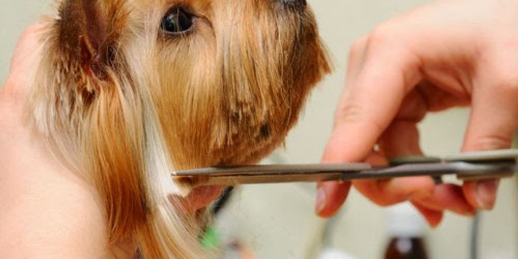 happy dog being groomed by owner in a cozy home setting