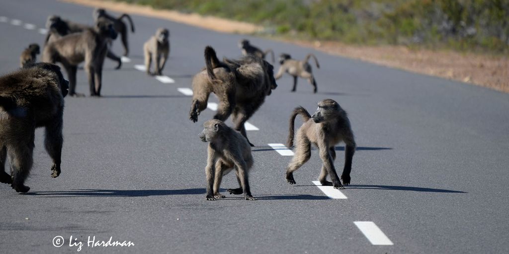 animal behavior understanding