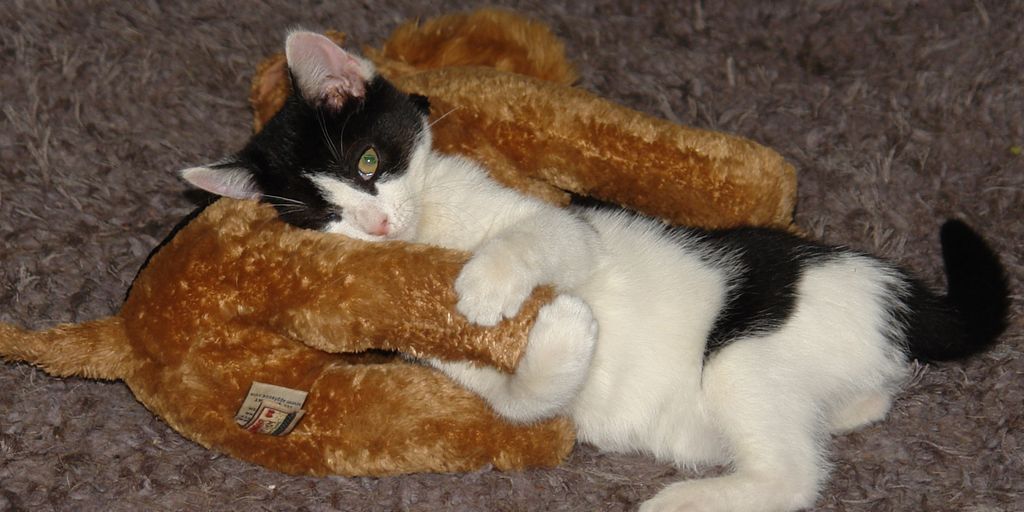 playful cat with toys