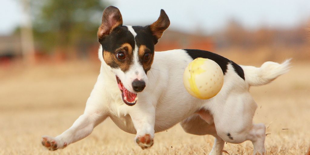 happy dog playing in a park