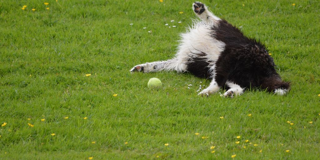 happy dog with owner in a park