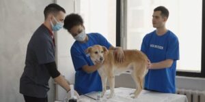 veterinarian examining a dog in a clinic