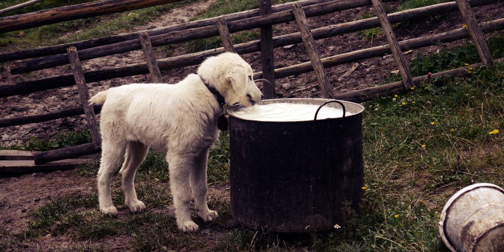 pets eating healthy food