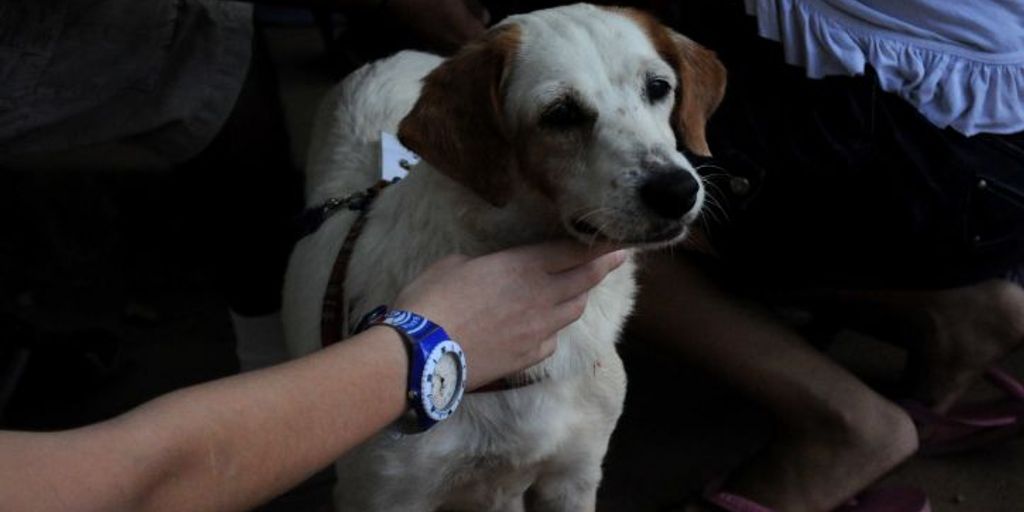 happy pet with owner